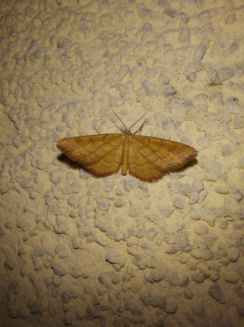 Idaea serpentata - kis sávosaraszoló