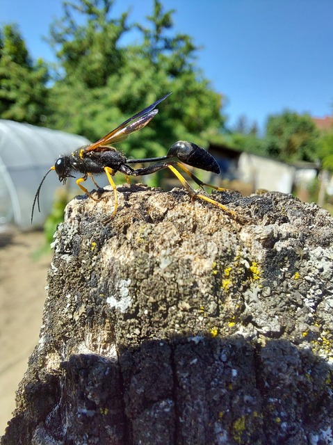Sceliphron caementarium - feketenyelű lopódarázs