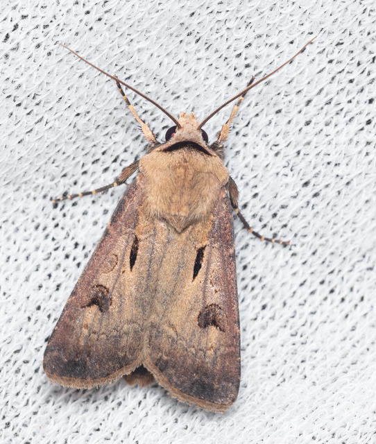 Agrotis exclamationis - felkiáltójeles földibagoly