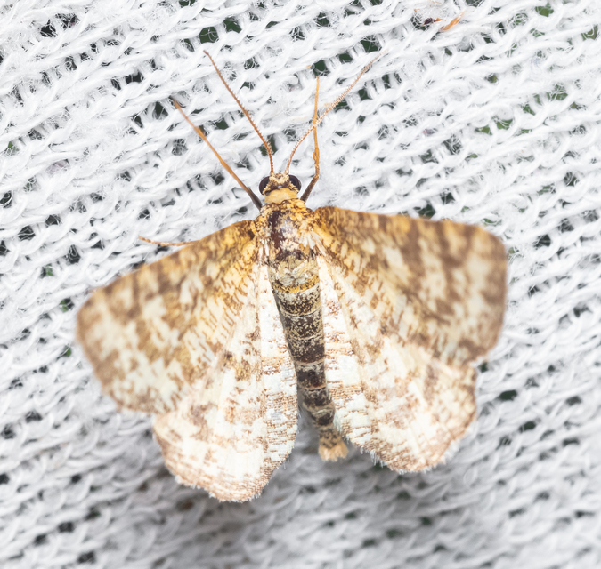 Heliomata glarearia - bőrszínű araszoló