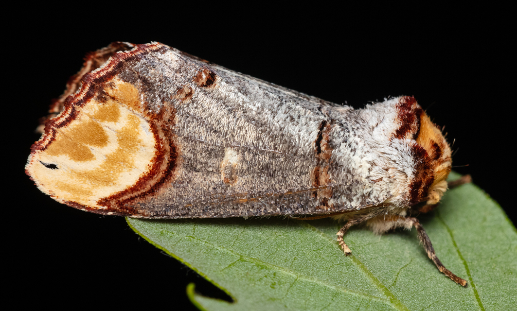Phalera bucephala - sárgafoltos púposszövő