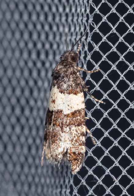 Isotrias hybridana - cifra sodrómoly