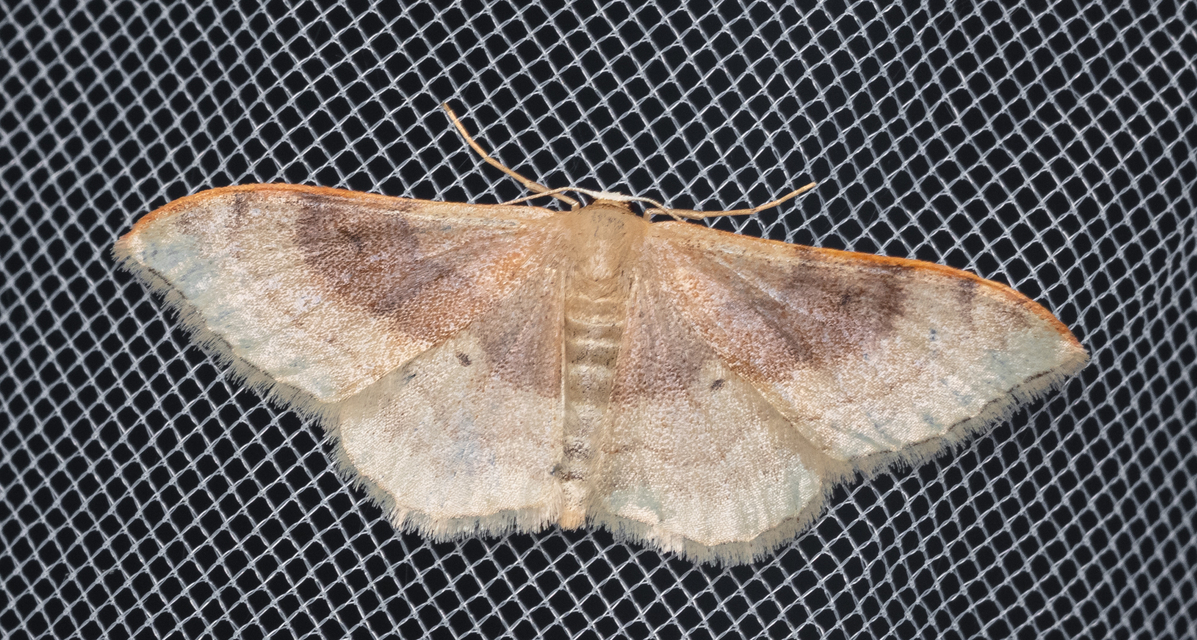 Idaea degeneraria - barnasávos araszoló