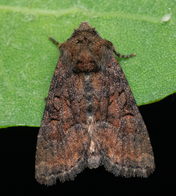 Oligia latruncula - fekete dudvabagoly
