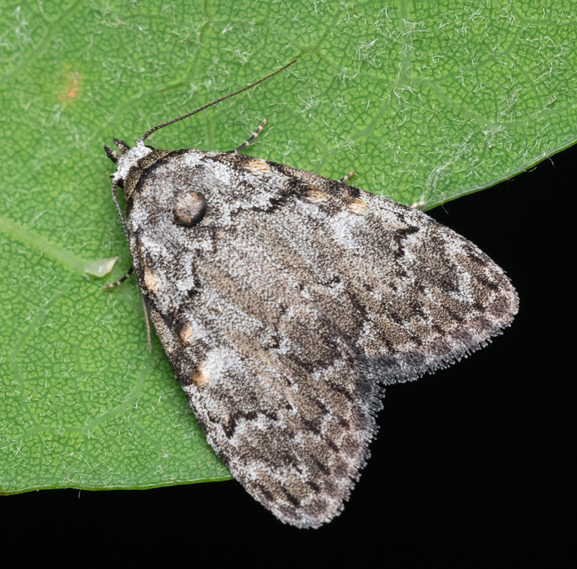 Meganola strigula - hamvas pamacsosszövő