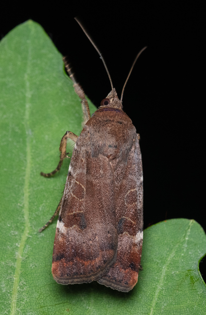Noctua interposita - köztes sárgafűbagoly