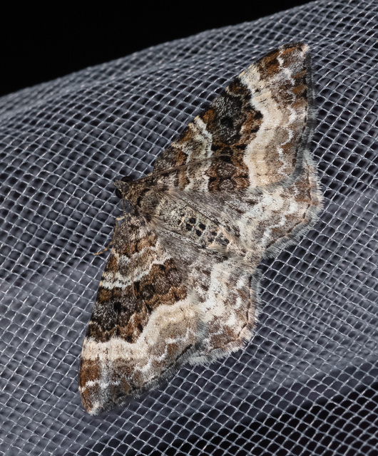 Epirrhoe alternata - galaj-tarkaaraszoló