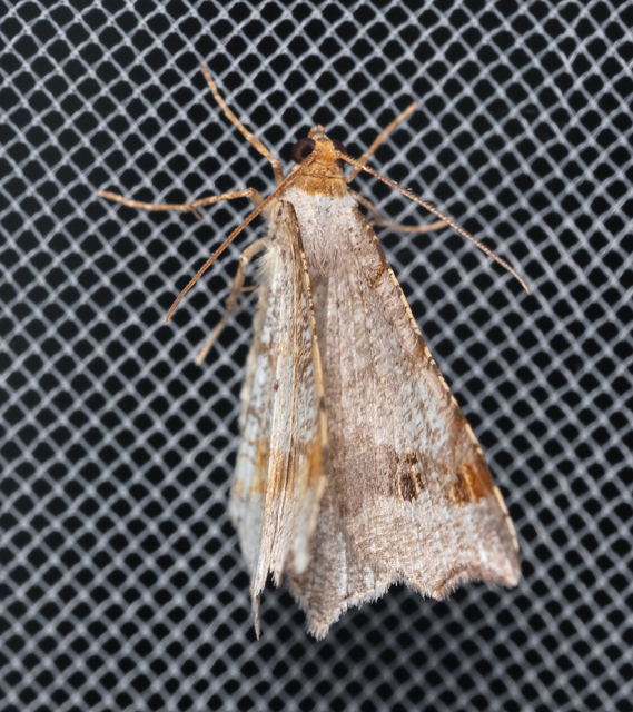 Macaria alternata - közönséges szürkearaszoló