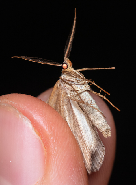 Scotopteryx mucronata/luridata/ignorata