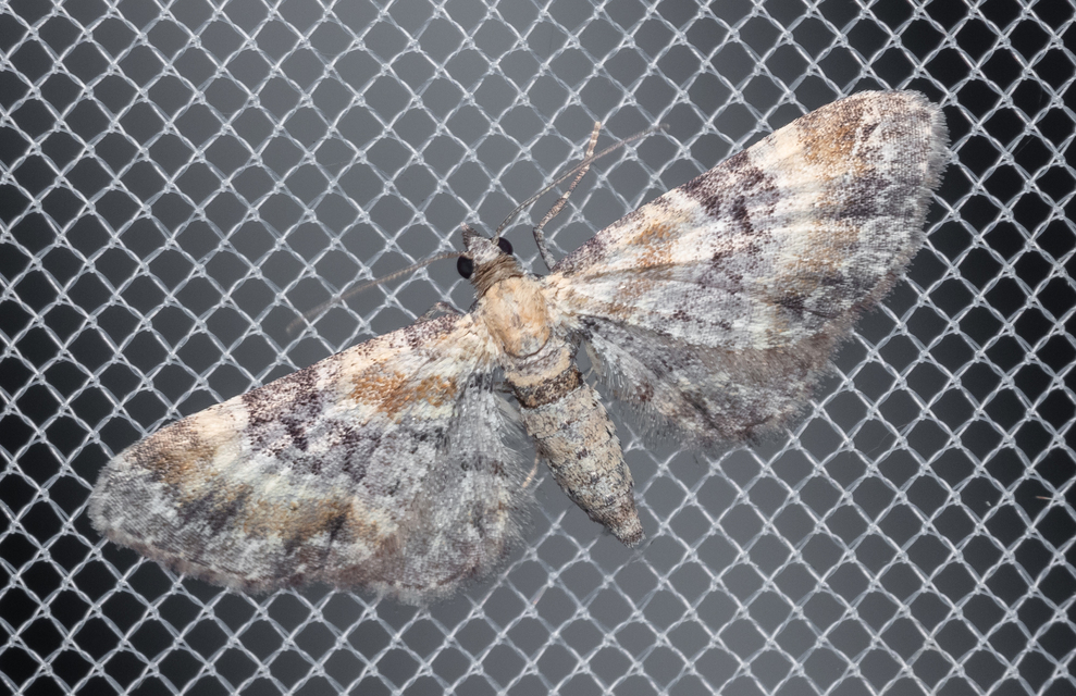 Eupithecia linariata - vonalas törpearaszoló