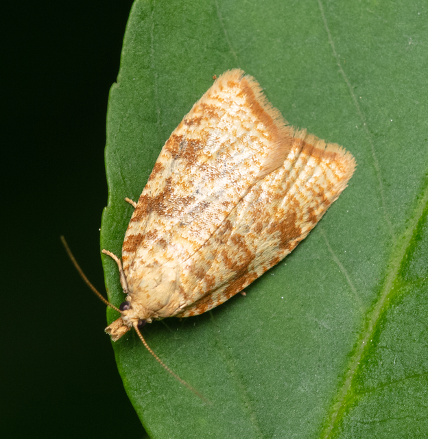 Aleimma loeflingiana - tölgylevél-sodrómoly Aleimma loeflingiana - tölgylevél-sodrómoly