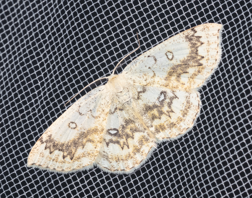 Cyclophora annularia - gyűrűs pettyesaraszoló