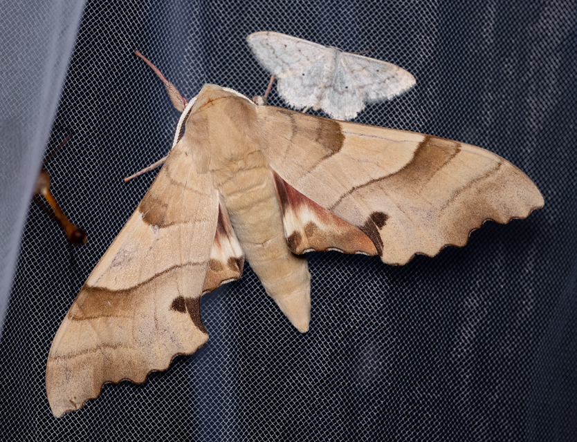 Marumba quercus - tölgyfaszender