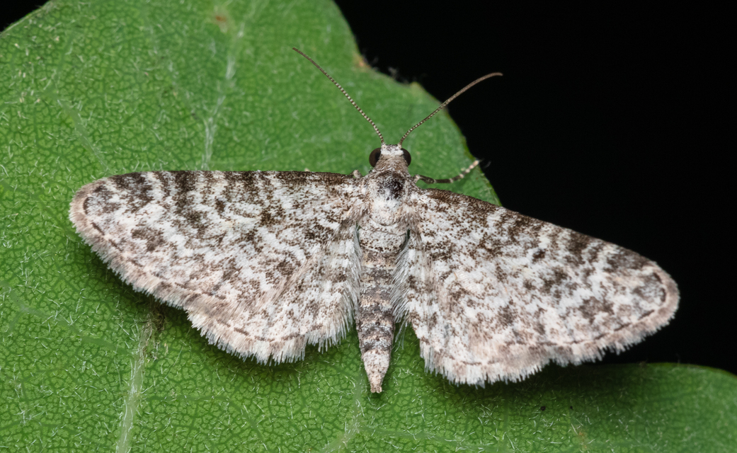 Eupithecia graphata - hangyabogáncs-törpearaszoló