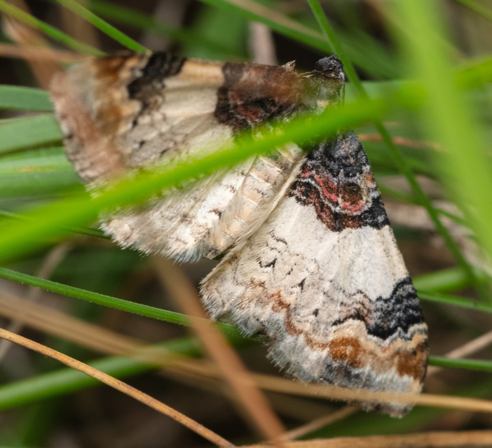 Catarhoe cuculata - csuklyás tarkaaraszoló