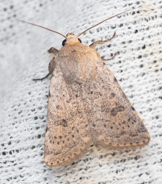 Hoplodrina respersa - bogáncs-selymesbagoly