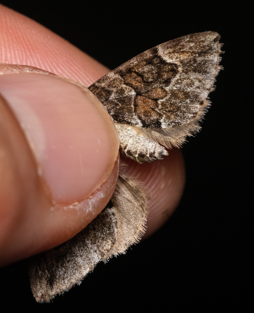 Thera variata/britannica