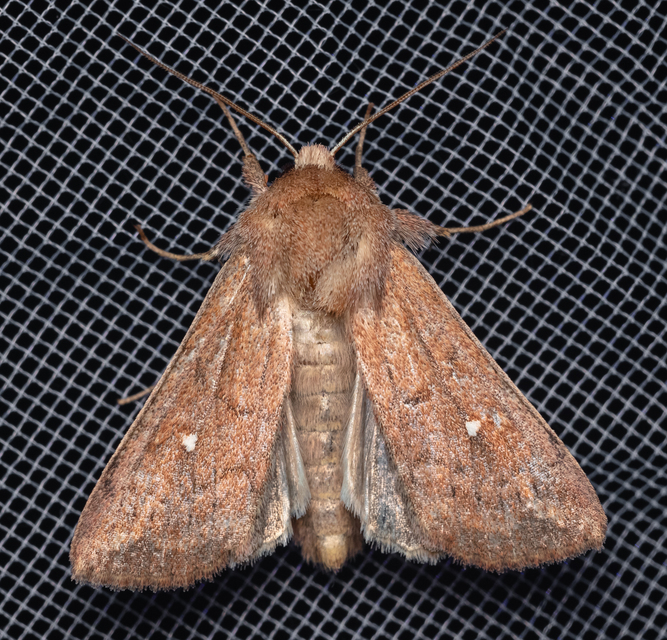 Mythimna albipuncta - fehérpettyes rétibagoly