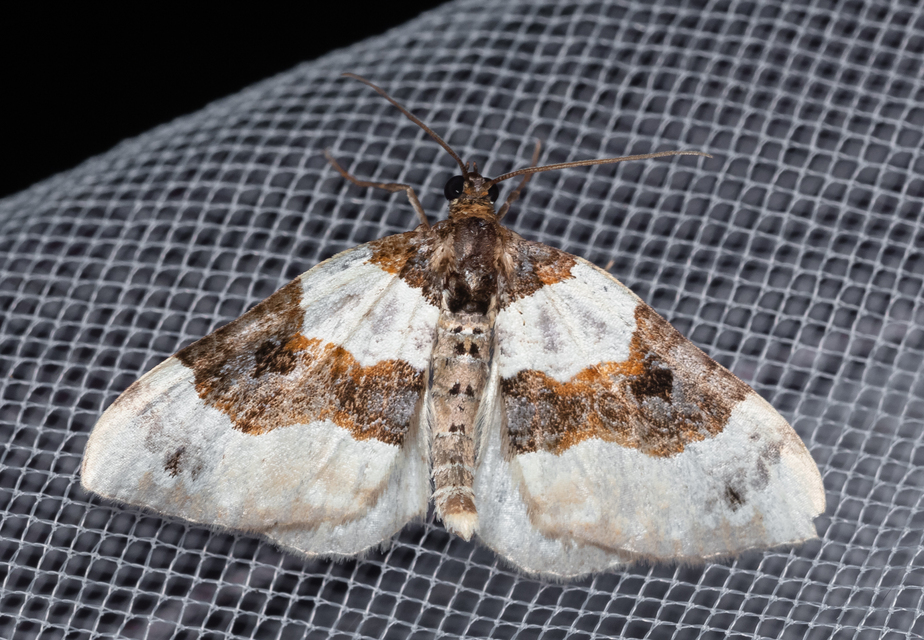 Cosmorhoe ocellata - szemes galajaraszoló