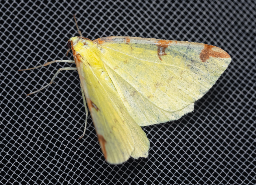 Opisthograptis luteolata - citromsárga araszoló
