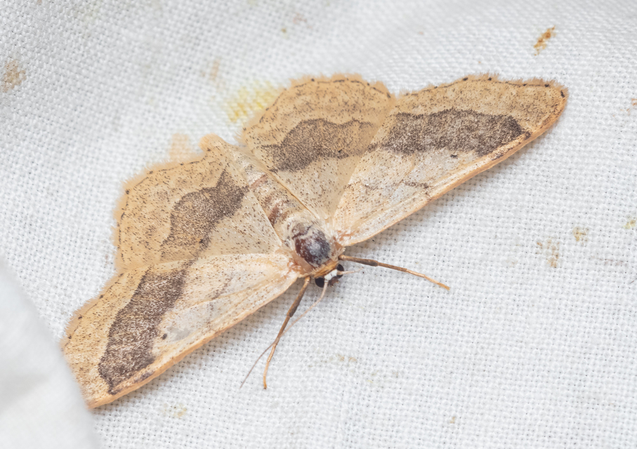 Idaea aversata - nagy sávosaraszoló