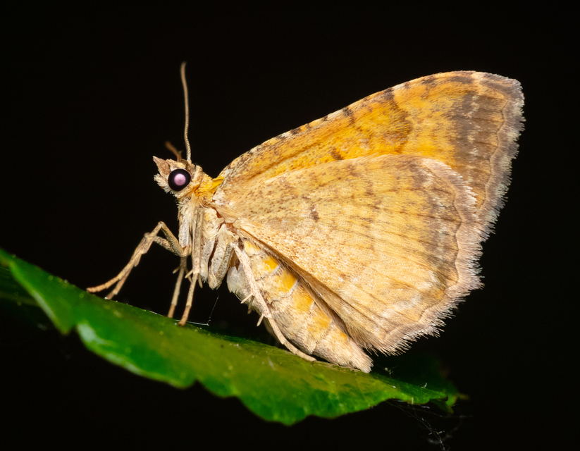 Camptogramma bilineata - kétvonalas sávosaraszoló