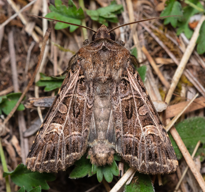 Heliophobus reticulata - fehéreres kertibagoly