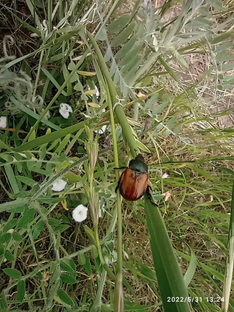 Anisoplia lata - széles szipoly Anisoplia lata - széles szipoly