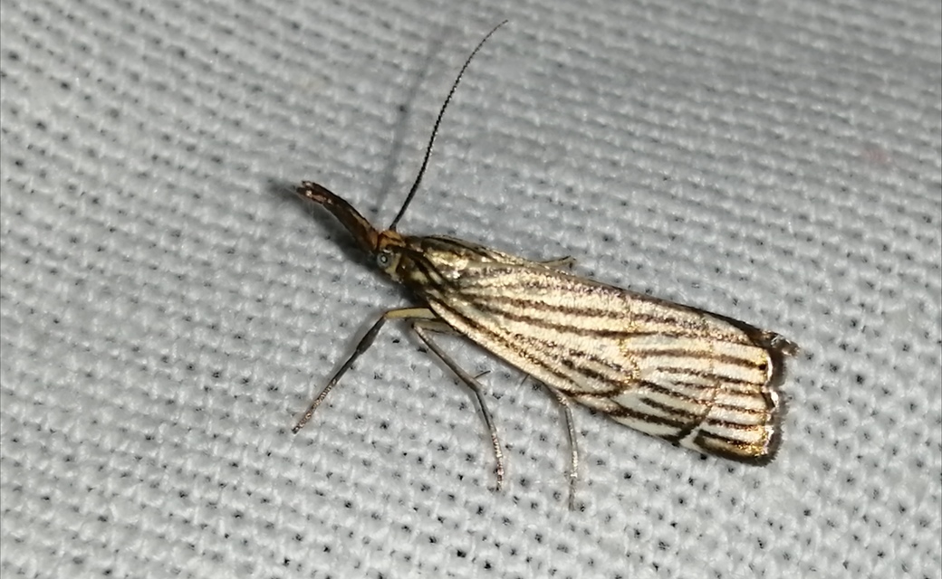 Chrysocramboides craterella - rácsos fűgyökérmoly