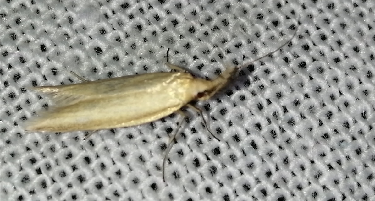 Pleurota