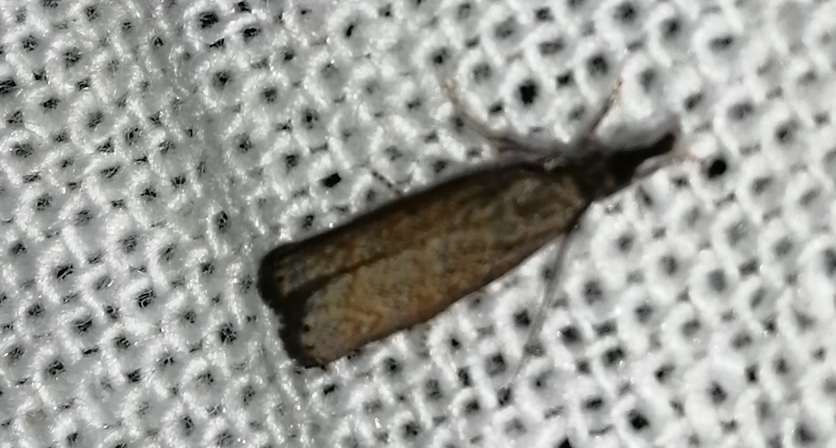 Platytes cerussella - törpe fűgyökérmoly