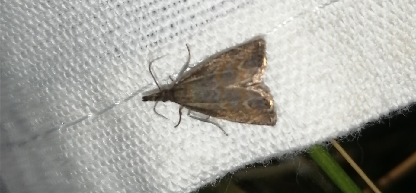 Platytes cerussella - törpe fűgyökérmoly