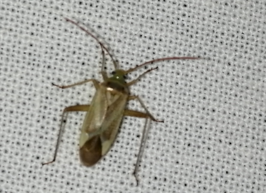 Adelphocoris lineolatus - lucernapoloska