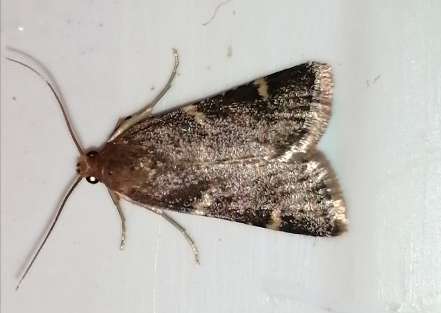 Pyralis perversalis - pusztai fényilonca