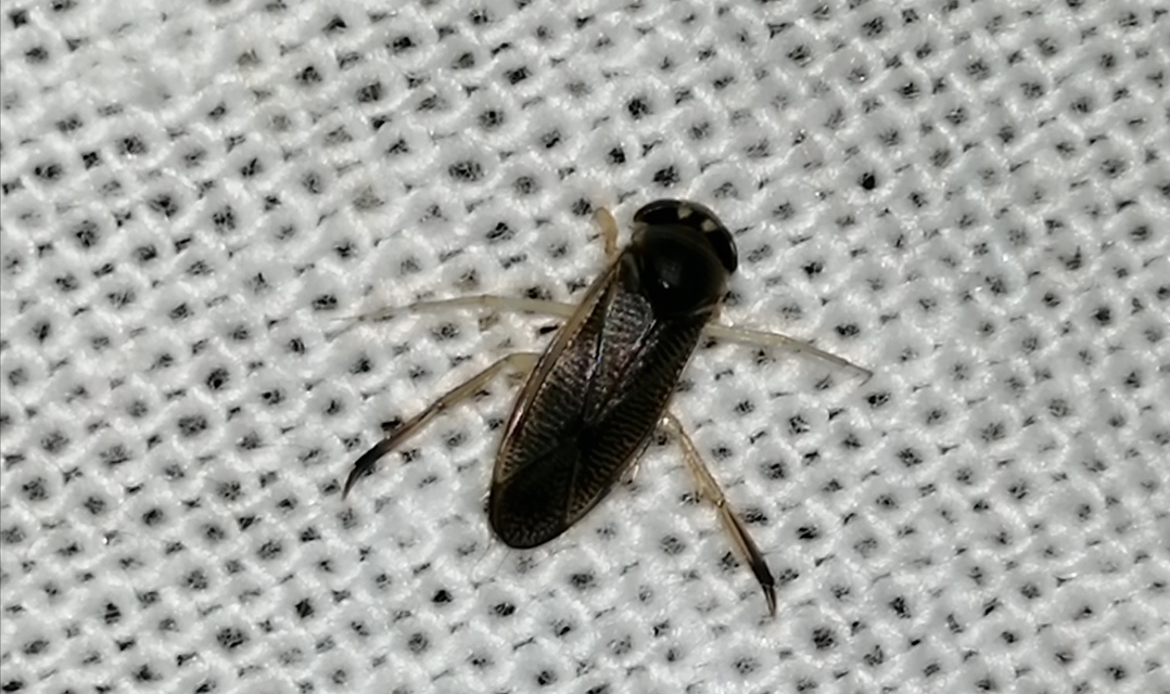 Corixidae - búvárpoloskák Corixidae - búvárpoloskák