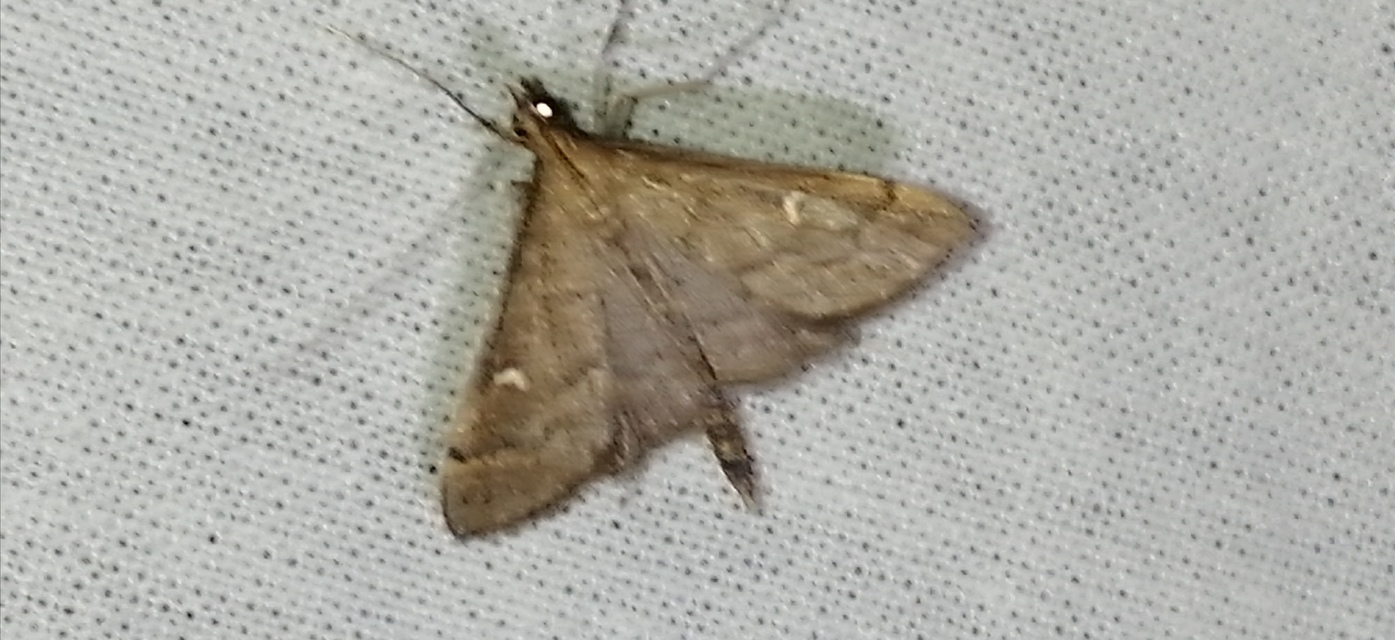 Dolicharthria punctalis - hosszúlábú tűzmoly