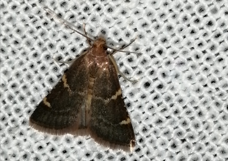 Pyralis perversalis - pusztai fényilonca