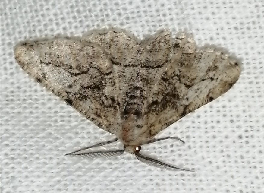Synopsia sociaria - ürömaraszoló