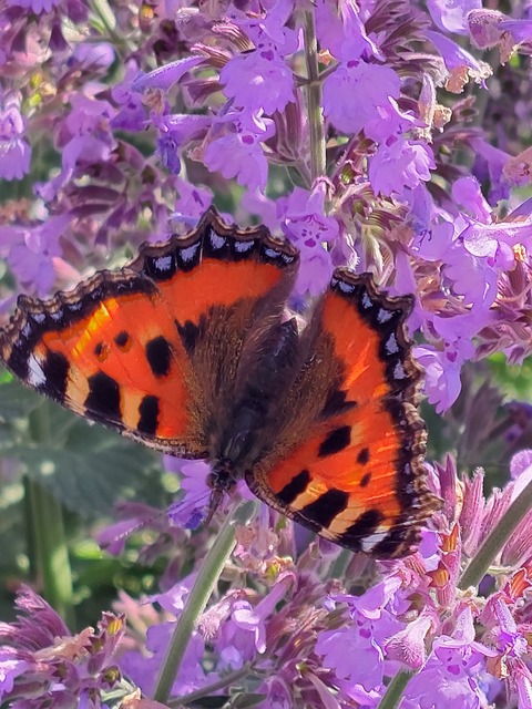 Nymphalis urticae - kis rókalepke