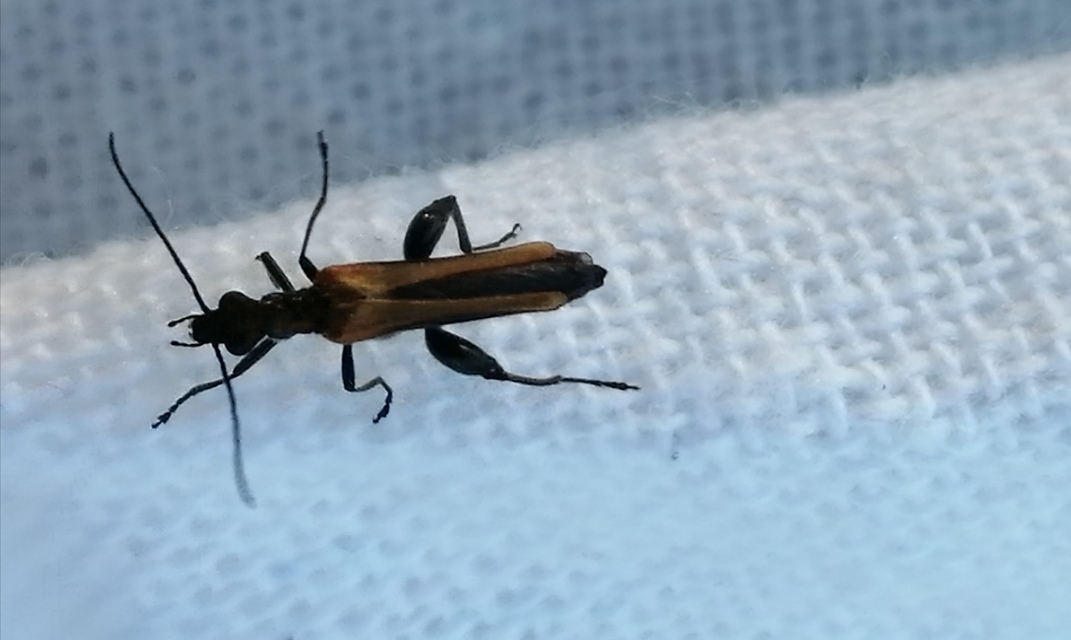 Oedemera femorata - sárgahátú álcincér