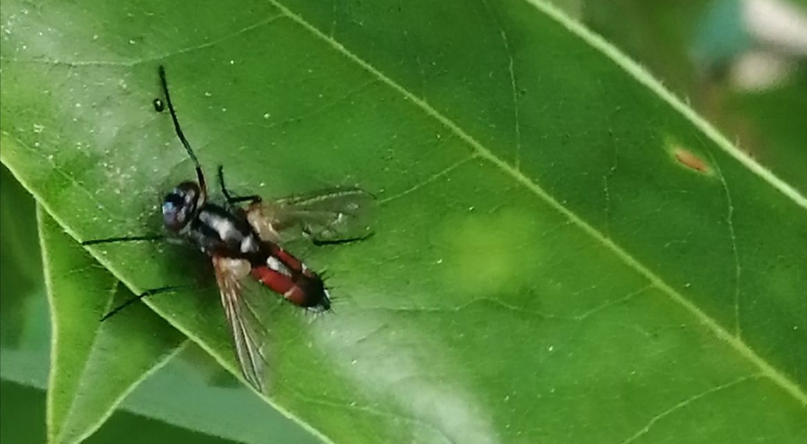 Mintho rufiventris