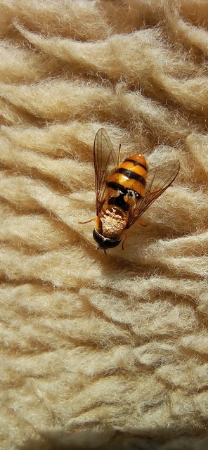 Volucella inanis - háromöves pihelégy
