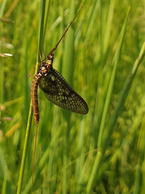 Ephemera vulgata - közönséges tarkakérész
