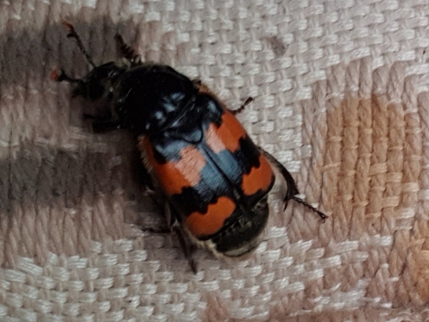 Nicrophorus vespillo - közönséges temetőbogár