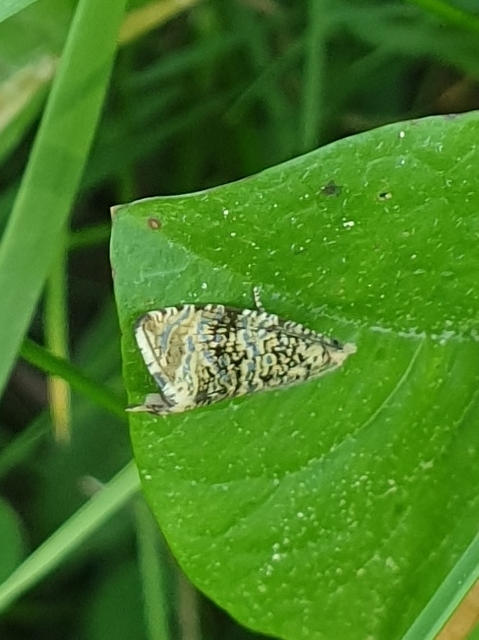 Celypha lacunana - vízparti tükrösmoly