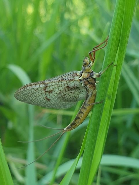 Ephemera vulgata - közönséges tarkakérész
