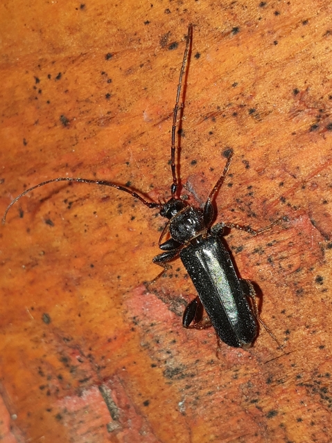 Phymatodes testaceus - változékony korongcincér