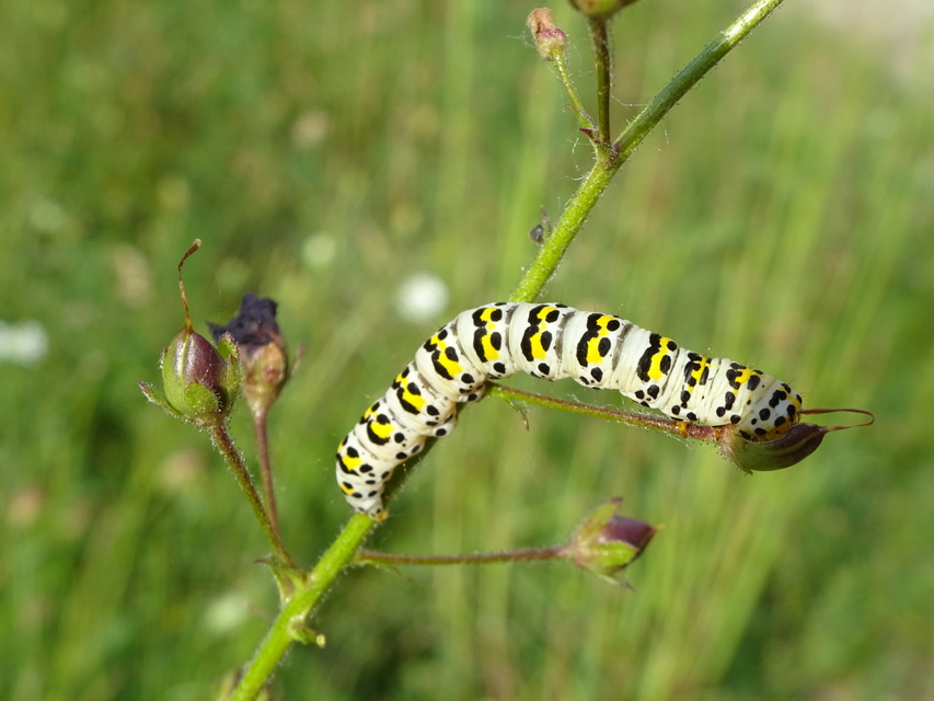 Shargacucullia gozmanyi/scrophulariae/verbasci