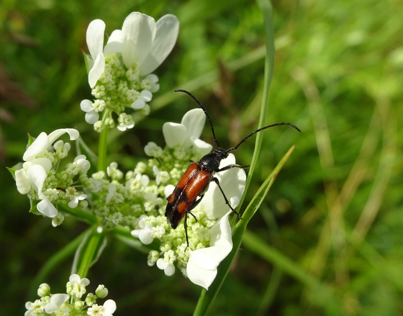 Stenurella bifasciata - kétöves karcsúcincér