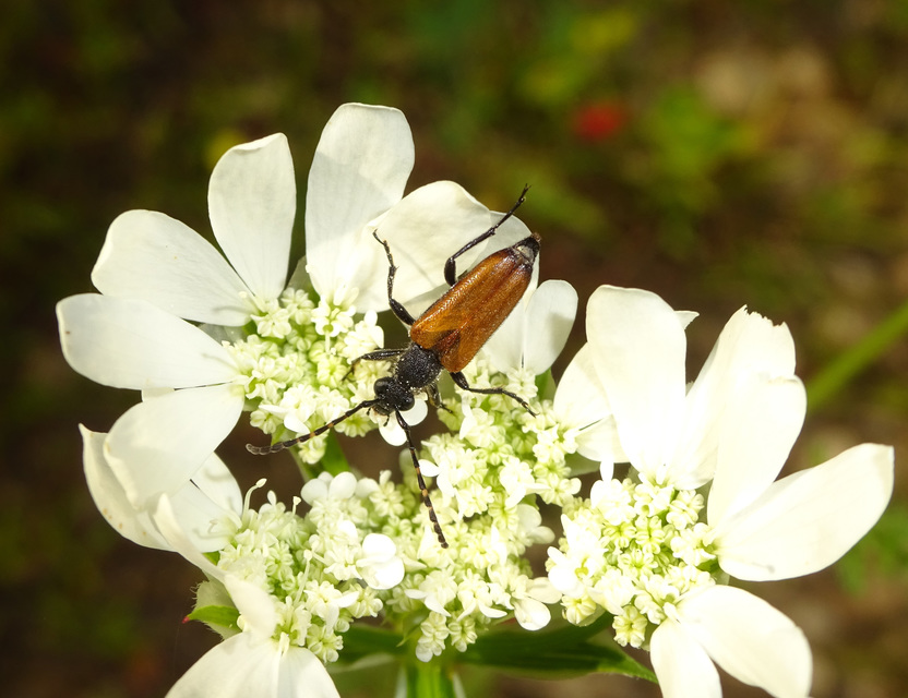 Stictoleptura maculicornis - tarkacsápú virágcincér